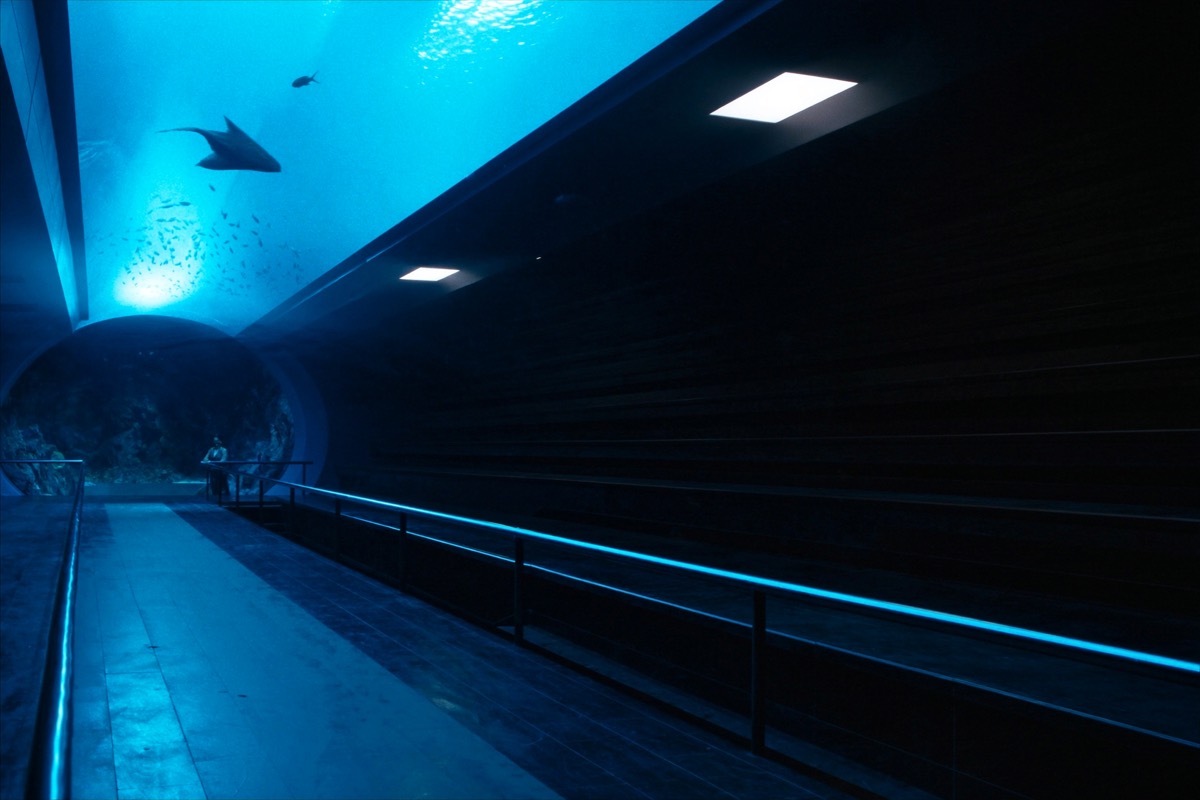 Túnel de cristal del acuario con peces nadando por encima